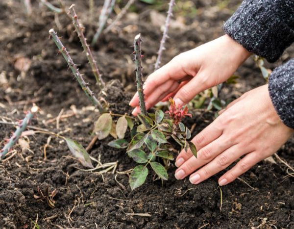 Comment planter un rosier grimpant ?