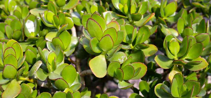 sortir un crassula au soleil