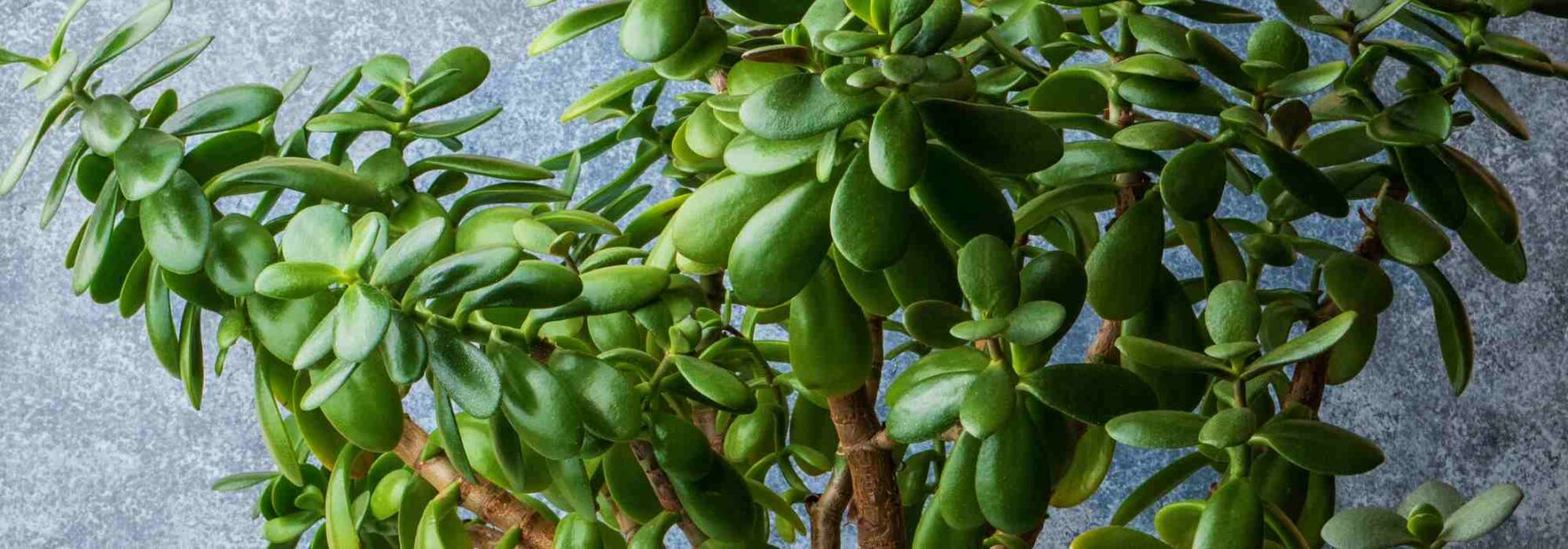 Cultiver un Arbre de Jade en intérieur