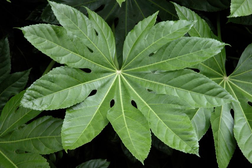 feuille de fatsia japonica