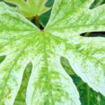 Fatsia japonica : nos conseils pour cultiver et entretenir cette plante en intérieur