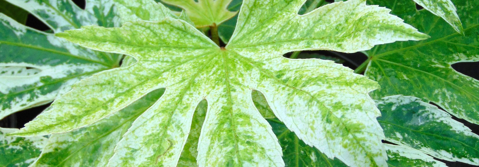 Fatsia japonica : nos conseils pour cultiver et entretenir cette plante en intérieur