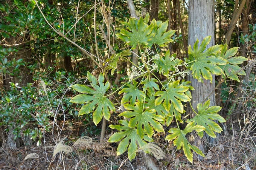 feuilles Fatsia japonica