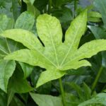 Maladies et parasites du Fatsia ou Aralia du Japon