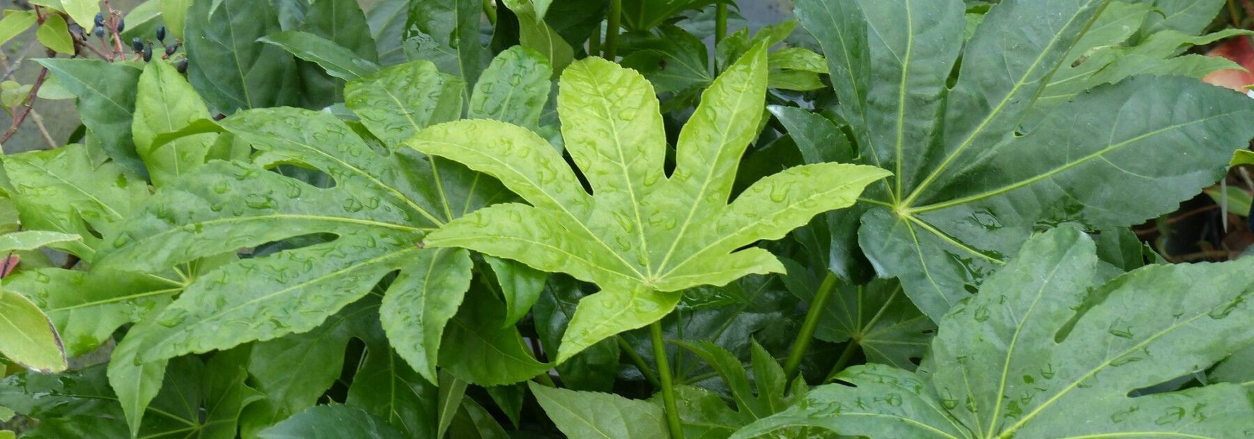 Maladies et parasites du Fatsia ou Aralia du Japon