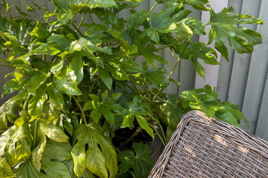 fatsia en pot