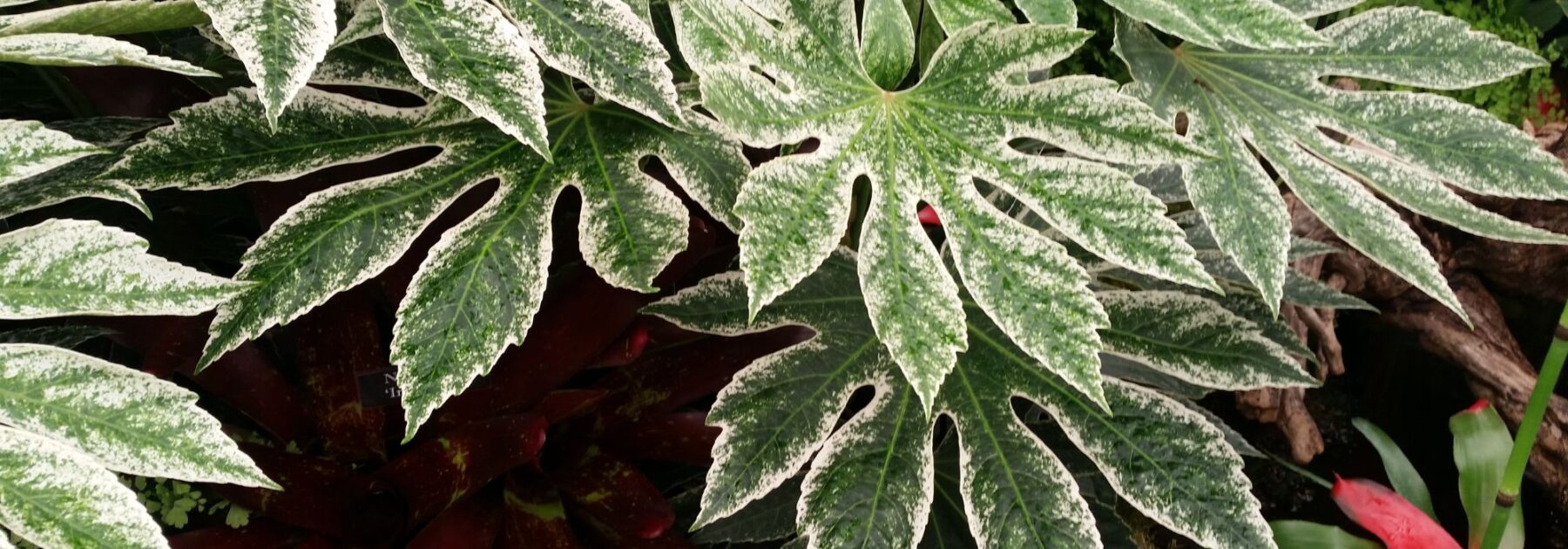 Nos conseils pour cultiver un Fatsia en pot à l'extérieur