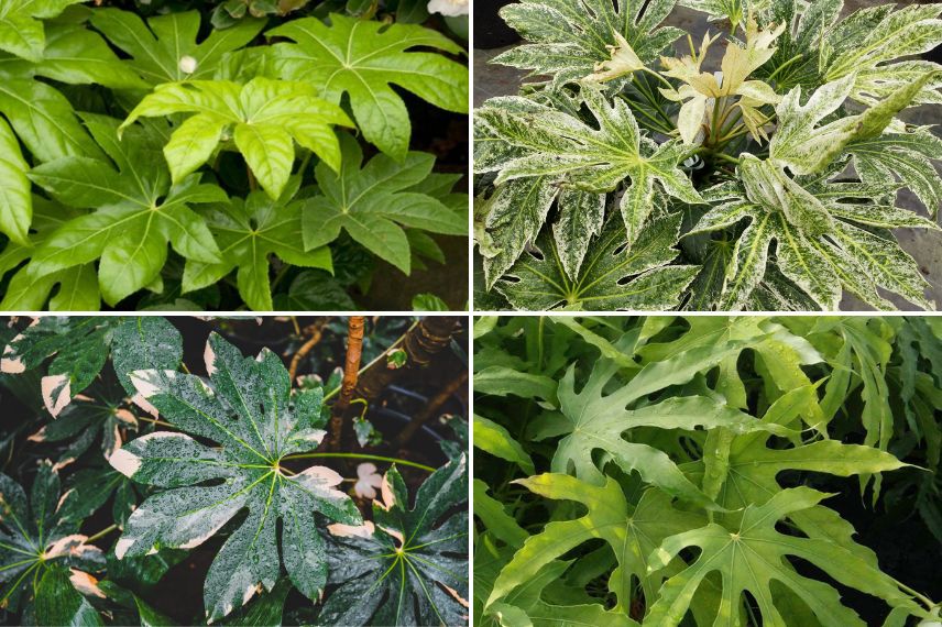 variétés de Fatsia 