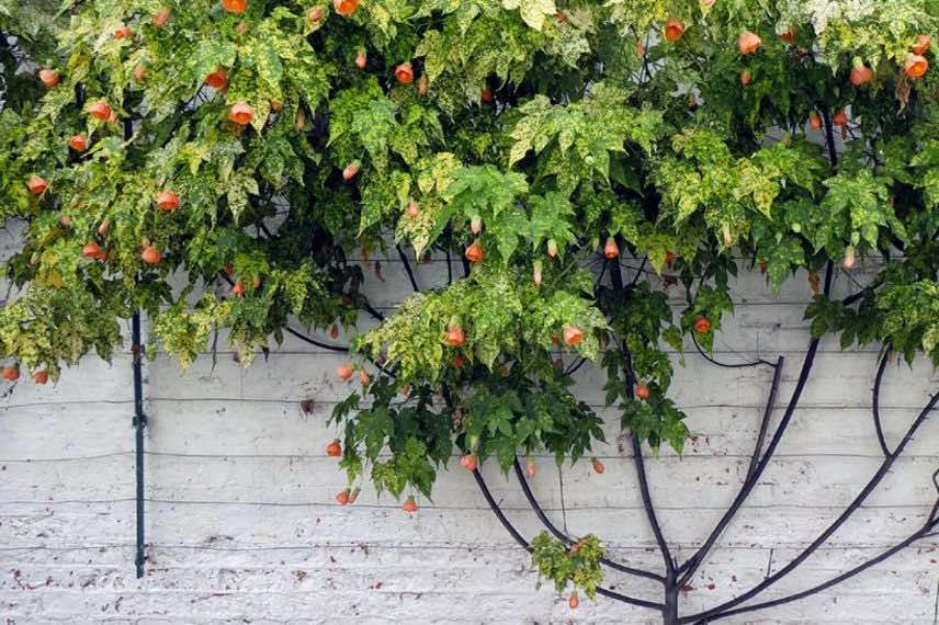 abutilon palissé sur mur