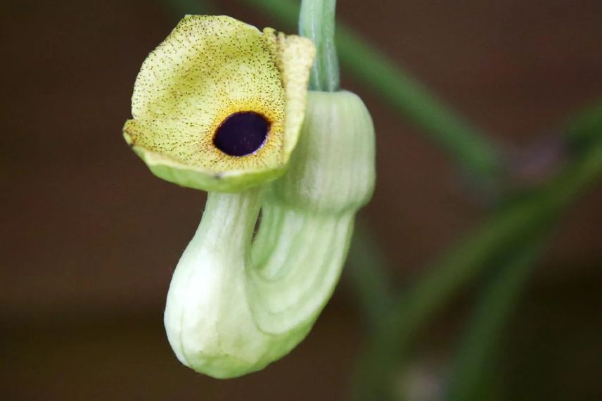 fleur d'aristolochia