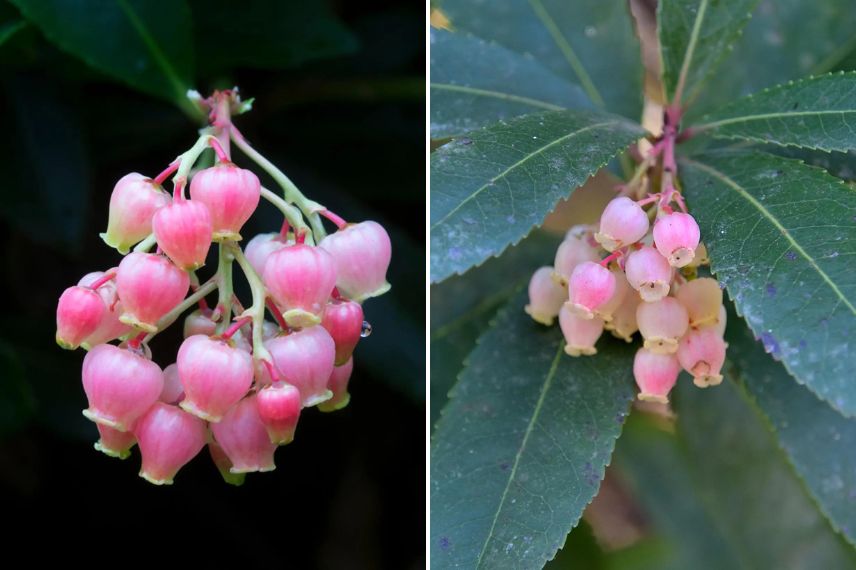 fleurs roses d'arbousier