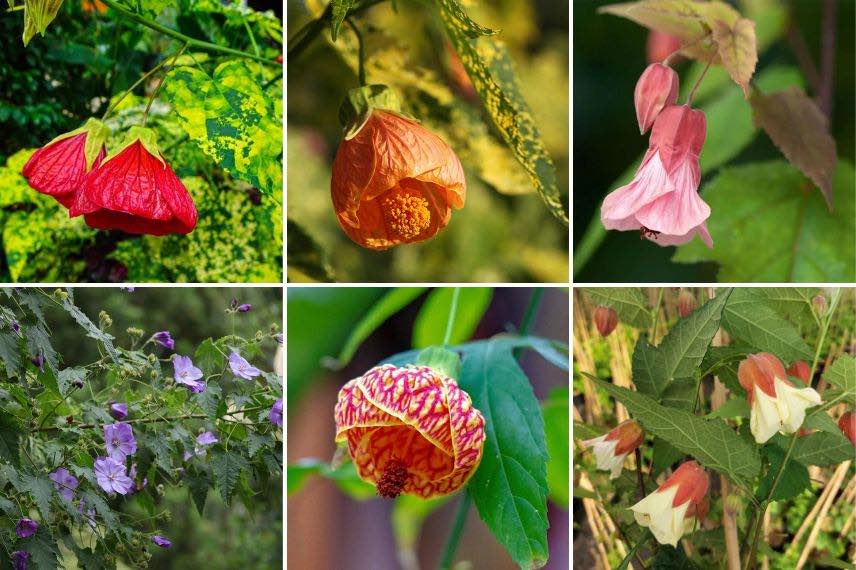 différentes fleurs d'abutilon