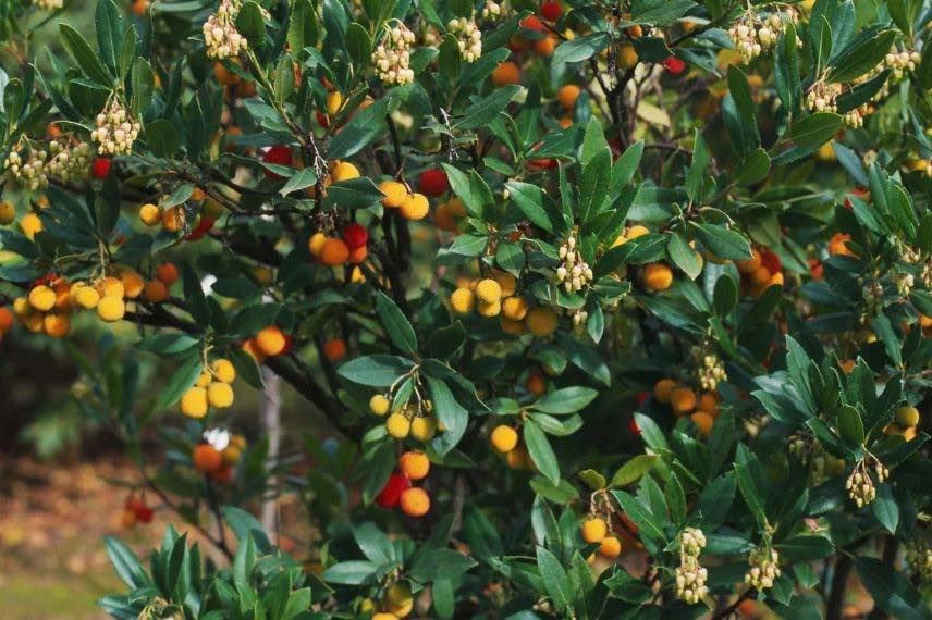 fleurs et fruits d'arbousier