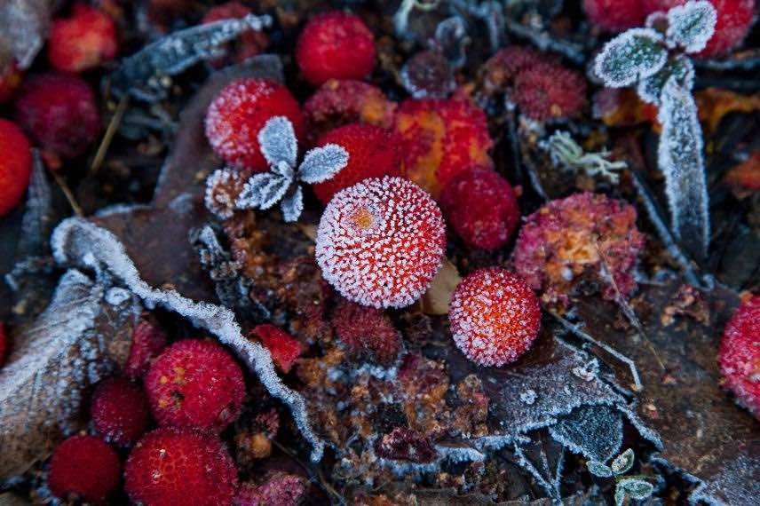 fruits de l'arbousier gelés