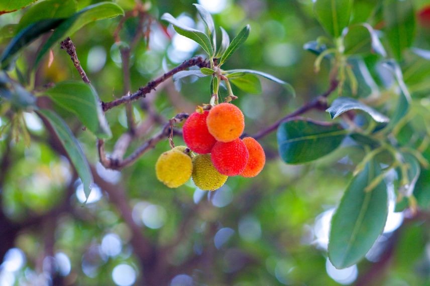 fruits arbousier