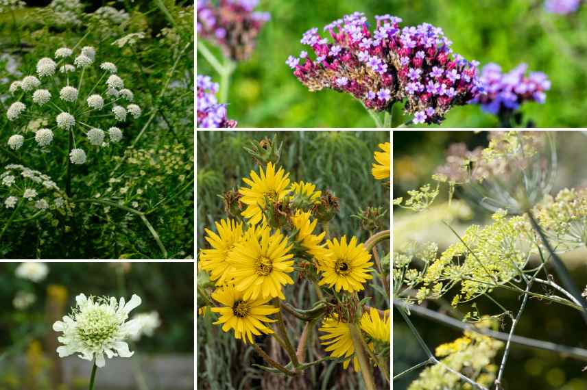 plantes geantes jardin naturaliste