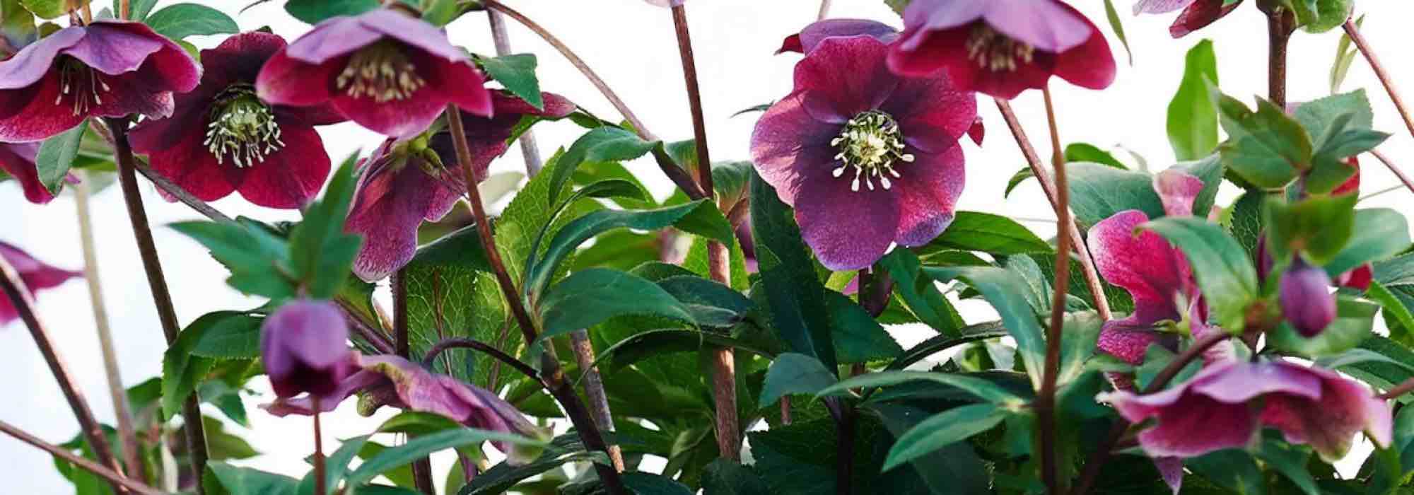 Adoptez les hellébores à fleurs pourpres pour animer l’hiver !