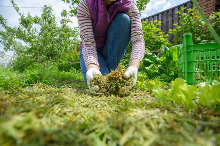 interet paillage ecologique potager jardin