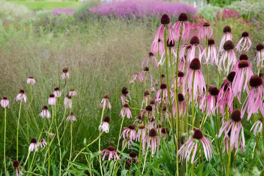 jardin naturaliste type de jardin