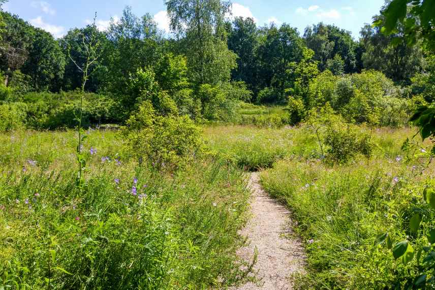 style de jardin pour jardin naturel naturaliste