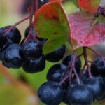 Maladies et parasites de l’Aronia