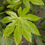 Comment multiplier le Fatsia ou Aralia du Japon ?