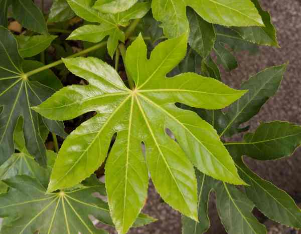 Comment multiplier le Fatsia ou Aralia du Japon ?