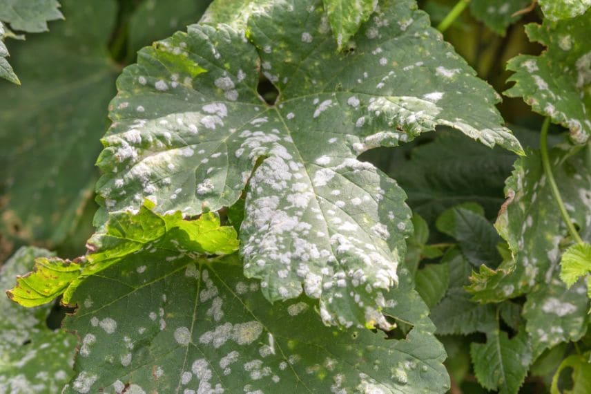 feuilles de vigne atteinte de la maladie du blanc