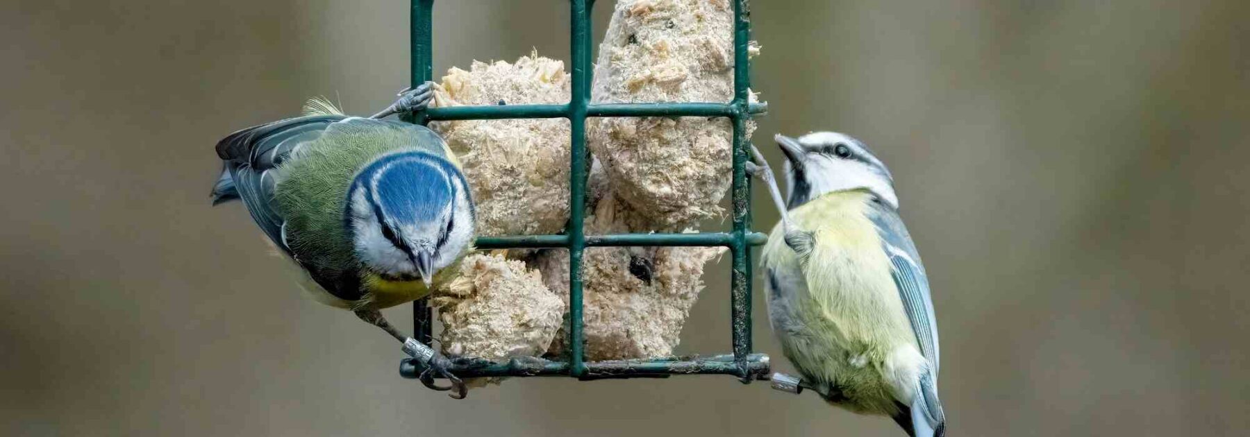 Planter des végétaux pour nourrir les oiseaux du jardin