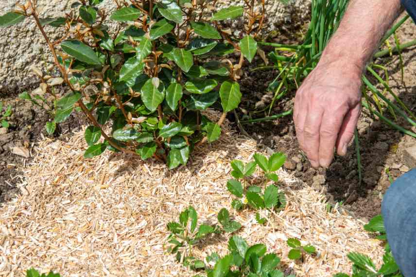 paillages issus miscanthus potager permaculture