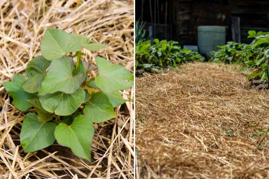 paillage ecologique en permaculture