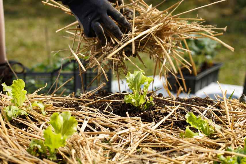 potager sans entretien