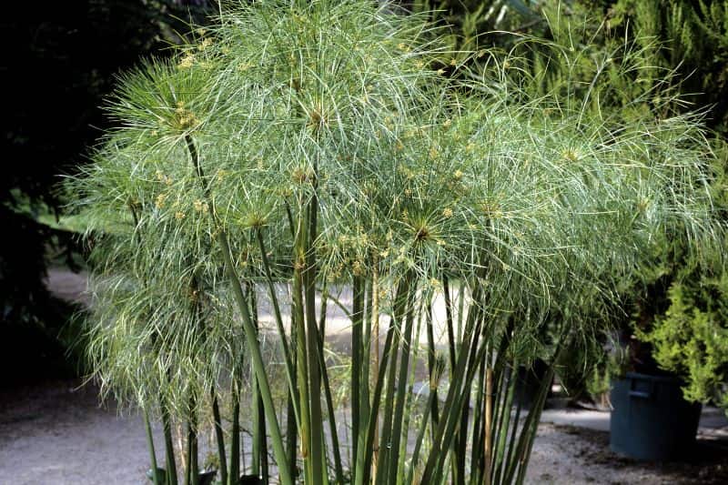 cyperus