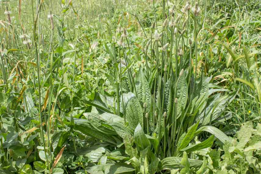 plantago