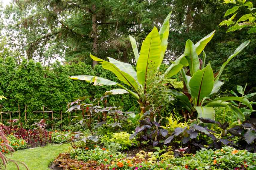 echecs au jardin pourquoi