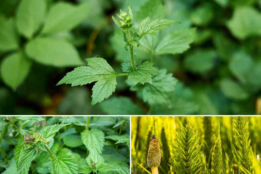 plantes pour connaitre nature pH du sol