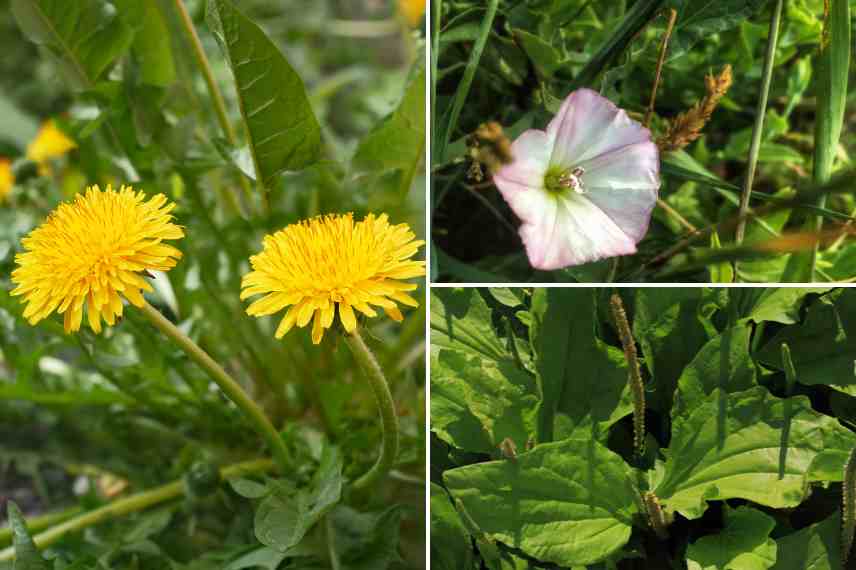 plantes bio-indicatrices sols pauvres