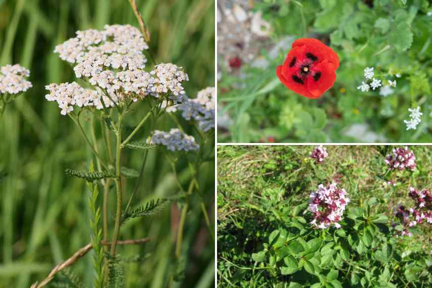 plantes bio indicatrices de sol alcalins