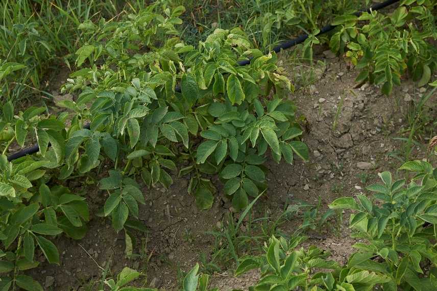 pommes de terre précoces culture