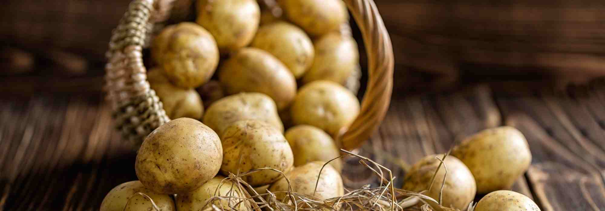 Pommes de terre précoces : notre guide complet pour les choisir et les cultiver