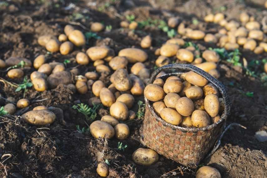 pommes de terre récolte et conservation