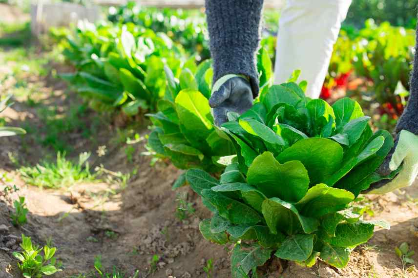 potager legumes faciles debutant