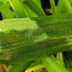 Des légumes sans entretien pour un potager facile et productif