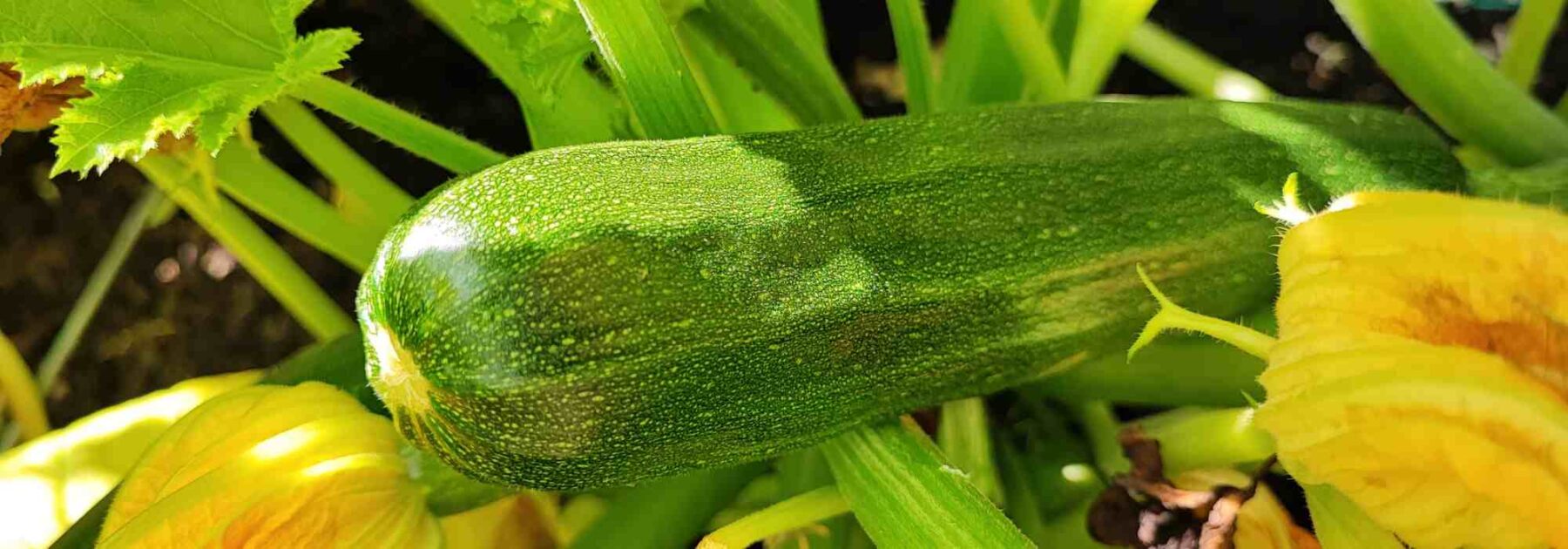 Des légumes sans entretien pour un potager facile et productif