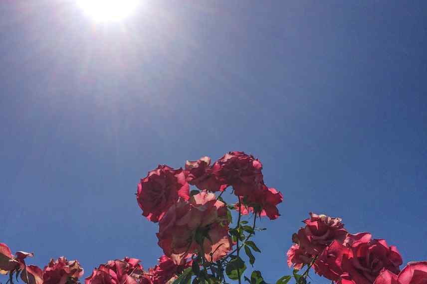 pourquoi plantes ne poussent developpent pas bien dans jardin