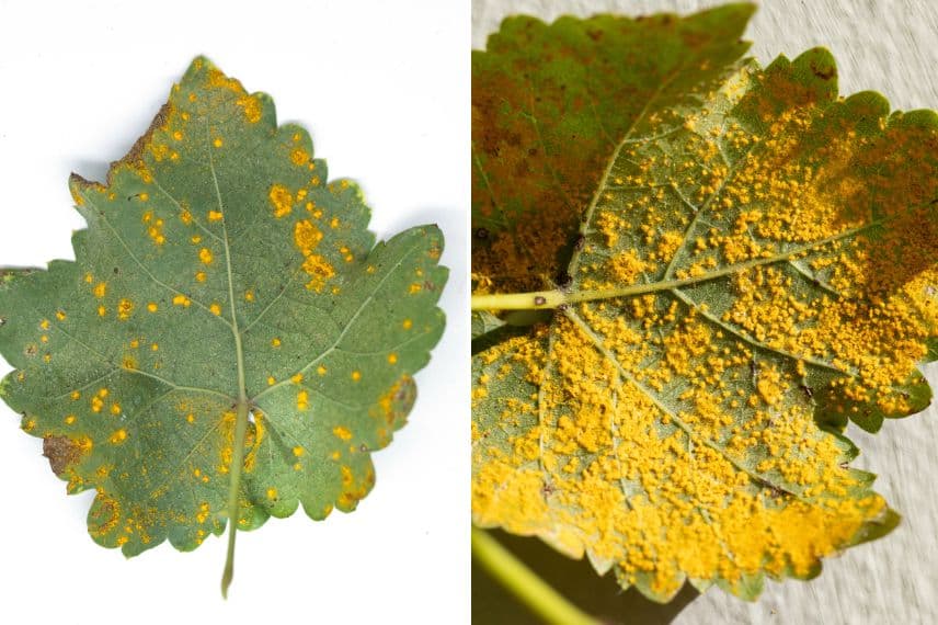 feuilles de vigne atteintes par la rouille