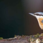 La Sittelle torchepot : comment attirer cet oiseau  dans son jardin ?