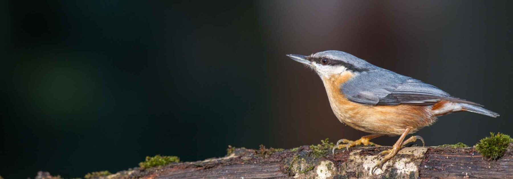 La Sittelle torchepot : comment attirer cet oiseau  dans son jardin ?