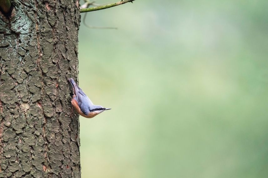 sittelle torchepot oiseau 