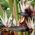 Cultiver un Oiseau de paradis en intérieur